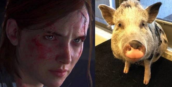 Az Ellie-t a főszerepbe toló The Last Of Us: Part II-n is dolgozik a csapat, és most úgy tűnik, hogy mostanában főleg mozgáskultúrát digitalizáltak... egy malacnak.