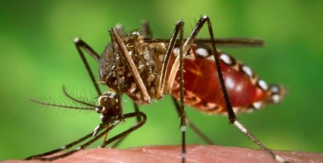 TECH HÍREK – Kutatók több mint 300 szúnyogfogó gépet helyeztek üzembe a franciaországi Hyères városában, miután a rovarok már a helyi turizmusnak is komoly károkat okoztak.