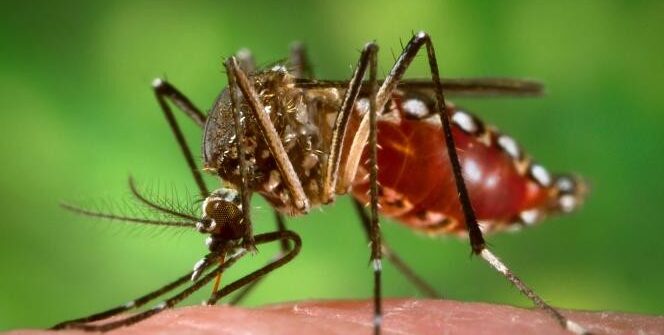 TECH HÍREK – Kutatók több mint 300 szúnyogfogó gépet helyeztek üzembe a franciaországi Hyères városában, miután a rovarok már a helyi turizmusnak is komoly károkat okoztak.