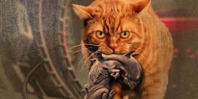 TOP 10  – Vörös macska házikedvenc gazdájaként mi is jól tudjuk hogy a vörös cicák nemcsak közismerten rendkívül barátságosak, nyugodtak és kedvesek az emberrel, de ráadásul remek színészek is! Számos filmben szerepeltek, sőt, az sem véletlen, hogy a világ leghíresebb képregénymacskája, Garfield is vörös színű. Éppen ezért most összegyűjtöttük a tíz leghíresebb vörös macskát.
