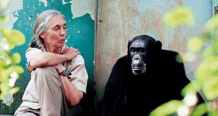 TECH HÍREK – Az „A jó ötletek a Mac-en születnek” (Great Ideas Start on Mac) című új Apple-reklámban a néhai Dr. Jane Goodall jellegzetesen nyugodt hangja hallható: a narráció az alkotás pillanatát — a „képernyőn villódzó fényt” — emeli ki, mint azt a pontot, ahol a semmiből valami lesz.